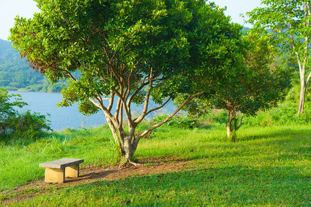休息木制的公园树下草坪上的A长凳在公园树下叶子图片