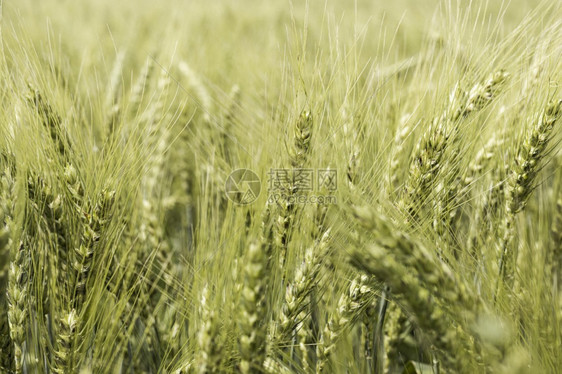 地球场景视图面小麦字段地平线图片