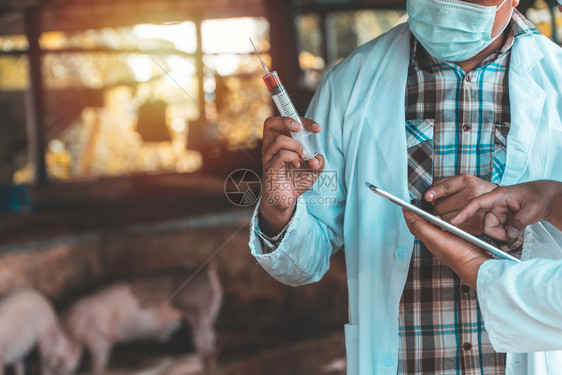 保护的可传播在养猪业中身着防护服并持有脚和口腔疾病疫苗注射器的兽医生在养猪业中拥有一种注射器预防猪农场传染病的概念保持图片