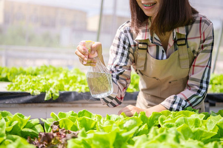 生长年轻的莴苣关闭女农民手喷洒中雾水瓶在温室苗圃背景中将微芽水栽培植物用于树苗种商业农和耕种概念有机食品图片