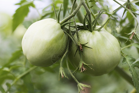 红番茄的成熟程度如何在树枝上挂着大西红柿新鲜素食主义者生长图片