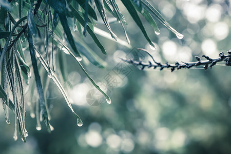 自然凉爽背景树叶上露或雨滴防绿布基的模糊选择焦点旧式加注复制落叶水的空间森林秋天植物图片