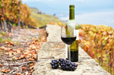 农田瑞士Lavaux地区葡萄园露台的红酒和葡萄瑞士厂农村图片