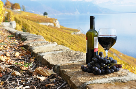 瑞士Lavaux地区葡萄园露台的红酒和葡萄瑞士落下喝藤蔓图片
