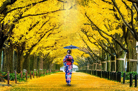 秋天公园里穿着日本传统和服的美女背影图片
