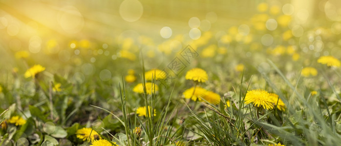 季节绿地有黄色花朵在地上收起黄春花的缝合点在地上四月散景图片