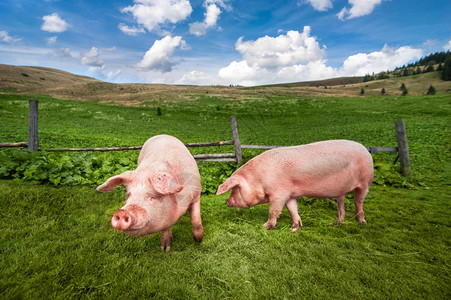 干草蓝天空下在夏季草原上放牧的菜猪在山地牧草中放有机农业自然背景