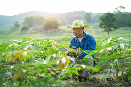 花园快乐的库存拥有木薯田地石板的商人农民聪明概念图片