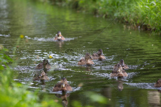 池塘里的小鸭子图片