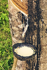 庄稼碗来自泰国树场的橡胶LatexLadex橡胶乳图片