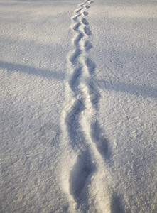 寒冷的云树木在冬季被踩雪里的人痕迹在公园或森林中行走长的冬季天气痕迹人们的踪图片
