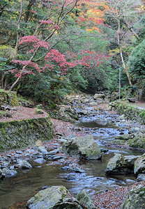 箕面秋天日本大阪明oo或米诺公园日本最古老的公园之一自然风景图片