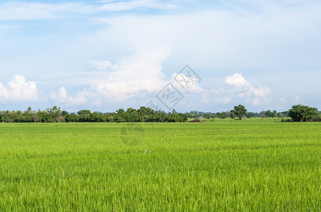 庄稼草地乡村区有机农场的新鲜稻田泰国北部风雨在泰国北部和旅游图片