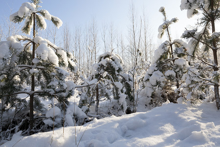 冬天的寒青春小树被雪覆盖在冬天下雪之后的清晨森林阳光明媚的天气宁静荒野冷杉图片