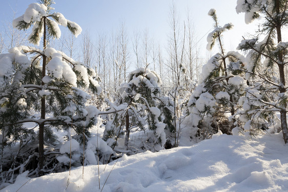 冬天的寒青春小树被雪覆盖在冬天下雪之后的清晨森林阳光明媚的天气宁静荒野冷杉图片