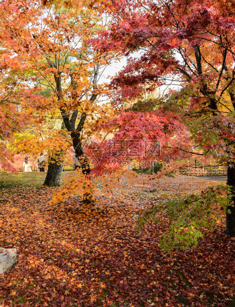 秋天户外的树林图片