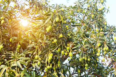 劳动地球缅甸芒果在树上图片