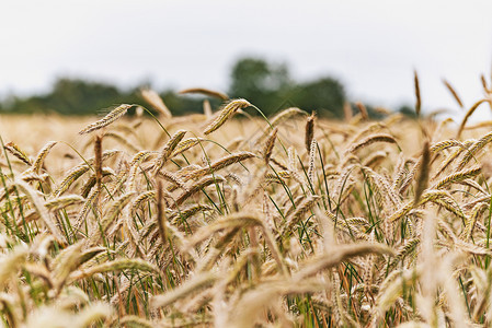 农场小麦日落业景观夏季在云天背景下的一个田地上听到谷物的耳朵图片
