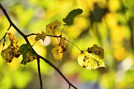 树枝上枯萎的秋叶图片
