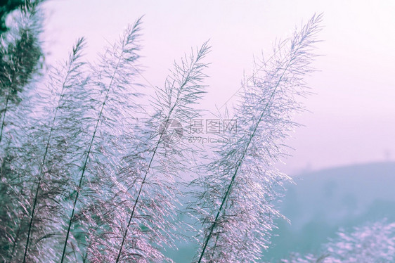 土地浪漫的被风摇动草地干背景的地干花粉金子图片