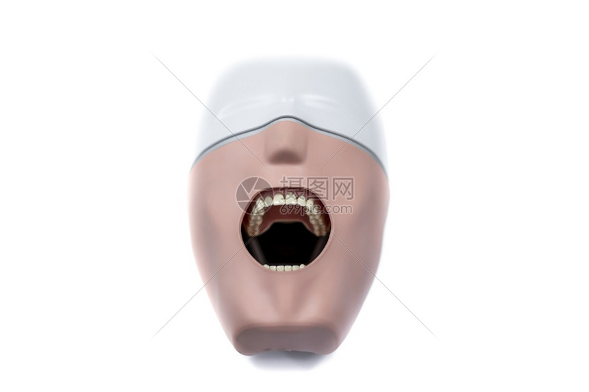 经过学习疾病牙科生使用的人类头型模范图片