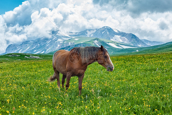 在俄罗斯阿尔泰山区谷放牧的马匹范围农场自然图片