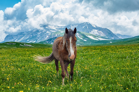 在俄罗斯阿尔泰山区谷放牧的马匹范围草地天空图片