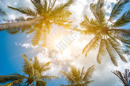 海滩放松椰子树和太阳天空有云彩夏的概念蓝色图片