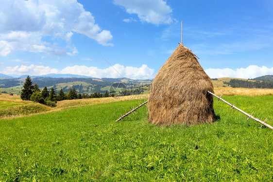 晴天农业在山丘背景下喀尔巴阡山脉的一片绿色草地上一片阳光明媚的日中一片美丽的夏季山地风景背下一片干草群站在座绿色的山地草原上夏天图片