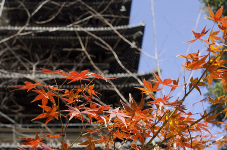 旅行晴天日本寺庙塔有红色的叶子日本寺庙塔秋天和都有红色的树叶访问图片