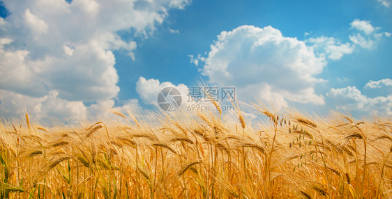 乡村的农场地平线成熟小麦的穗在蓝天和白云的映衬下在麦田上的特写小穗收获概念主要关注的是小穗前景成熟小麦的穗图片