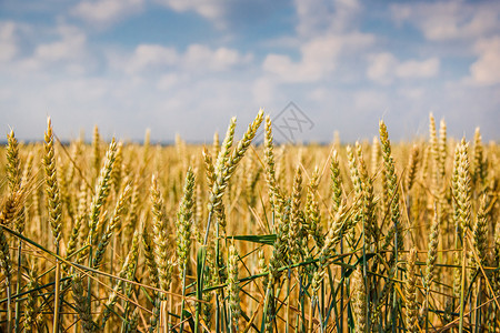 主要的黄色成熟小麦穗在蓝天和白云的映衬下在麦田上的特写小穗收获概念主要关注的是小穗前景成熟小麦的穗在蓝天和白云的映衬下在麦田上的图片