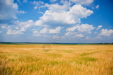 亚洲主要的场地成熟小麦穗在蓝天和白云的映衬下在麦田上的特写小穗收获概念主要关注的是小穗前景成熟小麦的穗图片