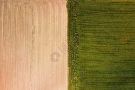 对称农村具有绿色发芽的年轻植被和黄色未绿的田地表面鸟瞰图抽象印具有绿色发芽的年轻植被和黄色未绿的田地表面空中视野抽象印小麦图片