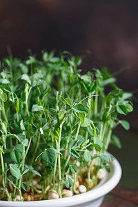 草有种子和根的豌豆微绿发芽的豌豆种子发芽的微绿种子在家发芽素食和健康饮理念种植豆芽绿色生活理念有机食品叶子吃图片