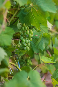 玻璃季节户外葡萄园里的绿色年轻酿酒葡萄夏天开始葡萄园里的藤上生长特写园里的绿色年轻酿酒葡萄夏天开始葡萄藤上的特写图片