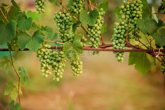甜的葡萄园里绿色年轻酿酒葡萄夏天开始葡萄园里的藤上生长特写园里的绿色年轻酿酒葡萄夏天开始葡萄藤上的特写新鲜树叶图片