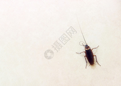 卫生腿一只蟑螂在平坦的地面上它是一种载体动物引起非常危险的消化疾病夜背景