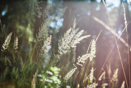 水平的自然模糊散景背森林日出时在阳光下特写的金色草尖选择聚焦自然模糊的散景背植物观图片