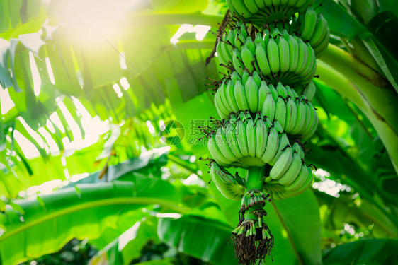 森林为了新鲜的香蕉树与一束生绿色香蕉和叶栽培种植园热带水果农场治疗腹泻和胃炎的草药农业有机食品图片
