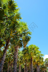 树木目的地棕榈与美丽的蓝天相对芭堤雅图片