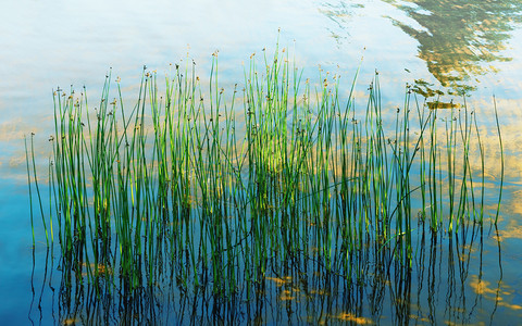 水生植物反映阳光下清澈的水中自然夏季背景在湖中生长的尖刺和灌木根有选择的焦点模糊维格尼特小插图黄色的在下面背景图片