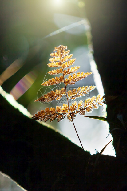 分支机构在野树枝中生长的近金毛叶阳光日出通过热带雨林照耀到金叶上聚焦于子丛林树木图片