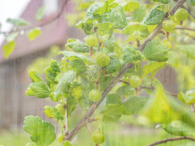 绿色叶子多汁的在雨天花园里草莓果子在雨天与一栋模糊的房屋在雨天花园里木莓果子在雨日图片