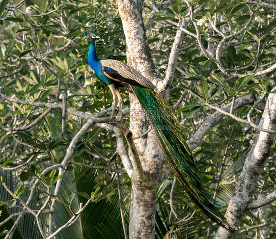 生活长羽毛的雄孔雀爬在一棵树上面对清晨阳光的温暖热带美丽图片