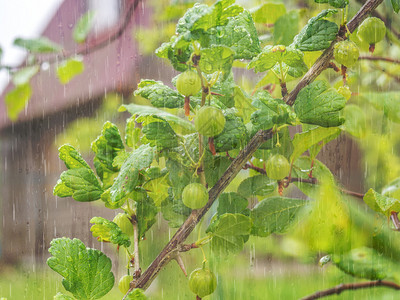 黄色的在雨天花园里草莓果子在雨天与一栋模糊的房屋在雨天花园里木莓果子在雨日植物农业图片