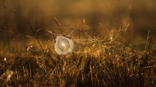 透明动物绞刑早晨在草地上挂着露的绿蜘蛛网或日出在和草原上闪耀以背景为焦点图片