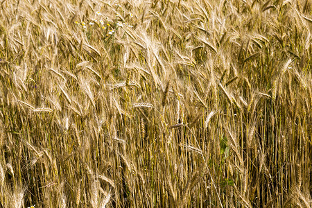 的一片田地几乎成熟可以在夏季收获黄色小麦在夏季收获黄麦美丽背景