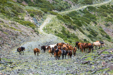 一大群骑马在石山路上方环境吉尔斯坦场地图片