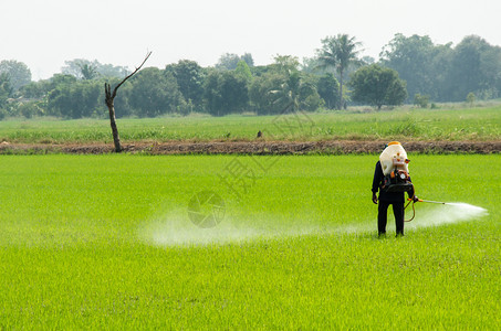 水农民注射杀虫剂以防止稻田的昆虫出现绿色食物图片